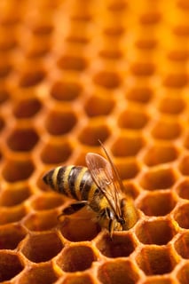 Picture of Honeycomb