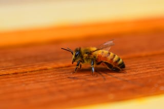 Picture of Honey bee