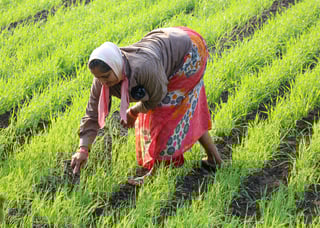 Picture of Farmer