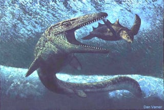 Picture of Clidastes