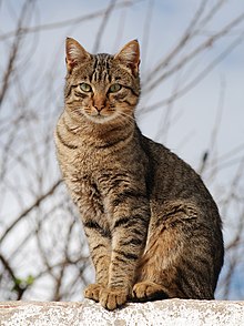 Picture of Tabby cat