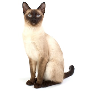 Picture of Siamese cat
