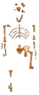 Picture of Lucy