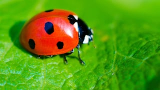 Picture of Ladybugs