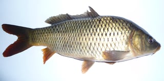 Picture of Carp