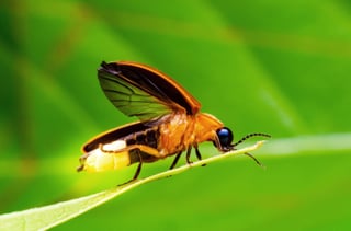 Picture of Firefly