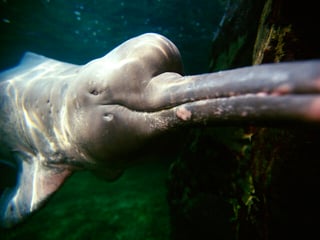 Picture of Amazon river dolphin