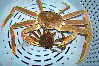 Picture of Snow crab