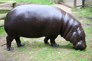 Picture of Pygmy hippopotamus