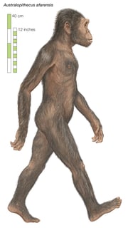 Picture of Southern ape