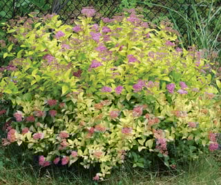 Picture of Shrub