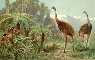 Picture of Moa