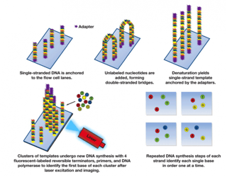 Picture of Massive parallel sequencing