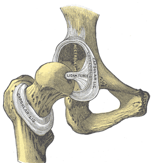 Picture of Acetabular labrum
