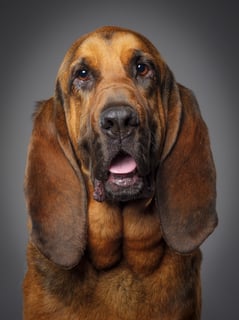 Picture of Hound