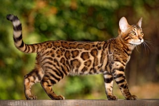 Picture of Bengal cat