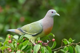Picture of Columbidae