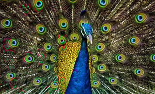 Picture of Peafowl