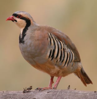 Picture of Partridge
