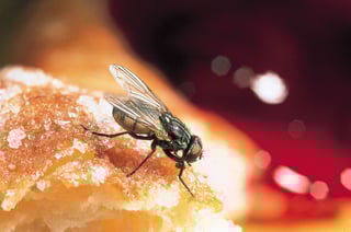 Picture of Fly
