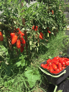 Picture of San Marzano tomato