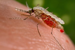 Picture of Anopheles stephensi