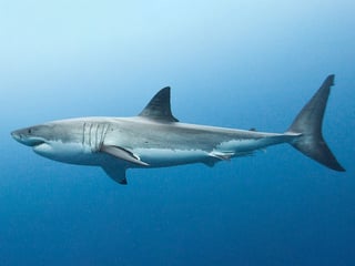 Picture of Otodus