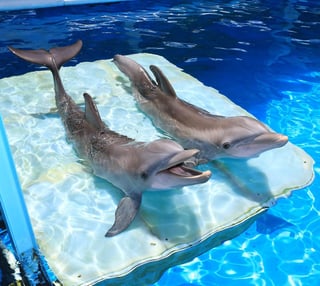 Picture of Clearwater Marine Aquarium