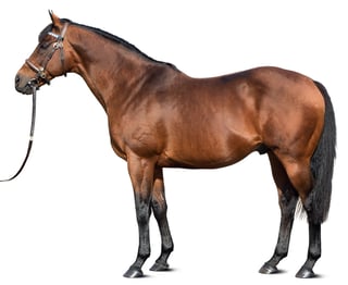 Picture of Dubawi