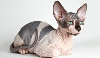 Picture of Sphynx cat
