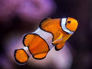 Picture of Clownfish