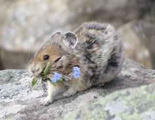 Picture of Pikas