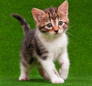 Picture of Kitten