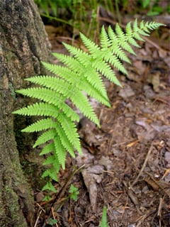 Picture of Fern