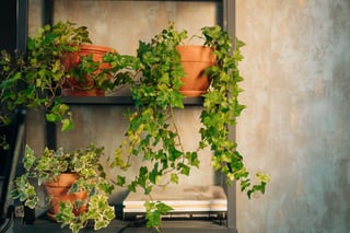 Picture of Vine