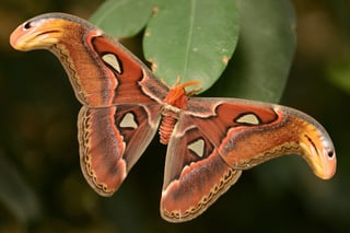 Picture of Moth