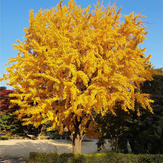 Picture of Ginkgo