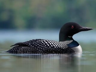 Picture of Loons