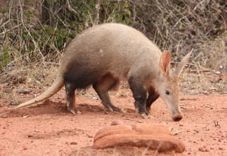 Picture of Aardvark