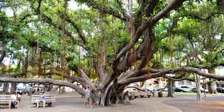Picture of Lahaina Banyan Court Park