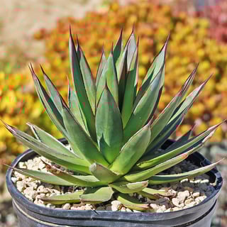 Picture of Agave