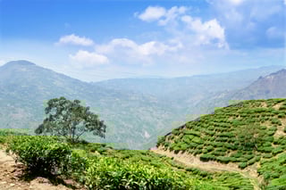 Picture of Java