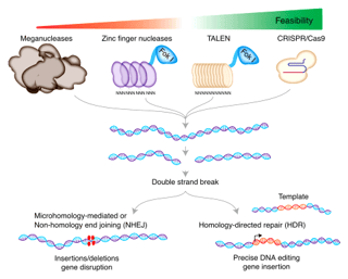 Picture of Genome editing