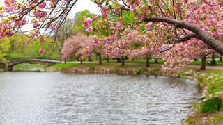 Picture of Charles River Esplanade