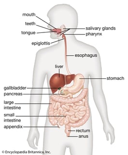 Picture of Gastrointestinal tract