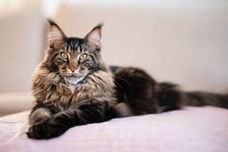 Picture of Maine Coon