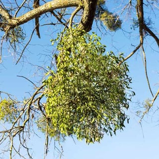 Picture of Mistletoe