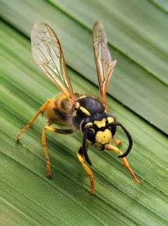 Picture of Wasp