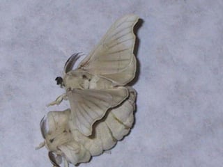Picture of Domestic silk moth