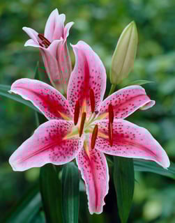 Picture of Lily